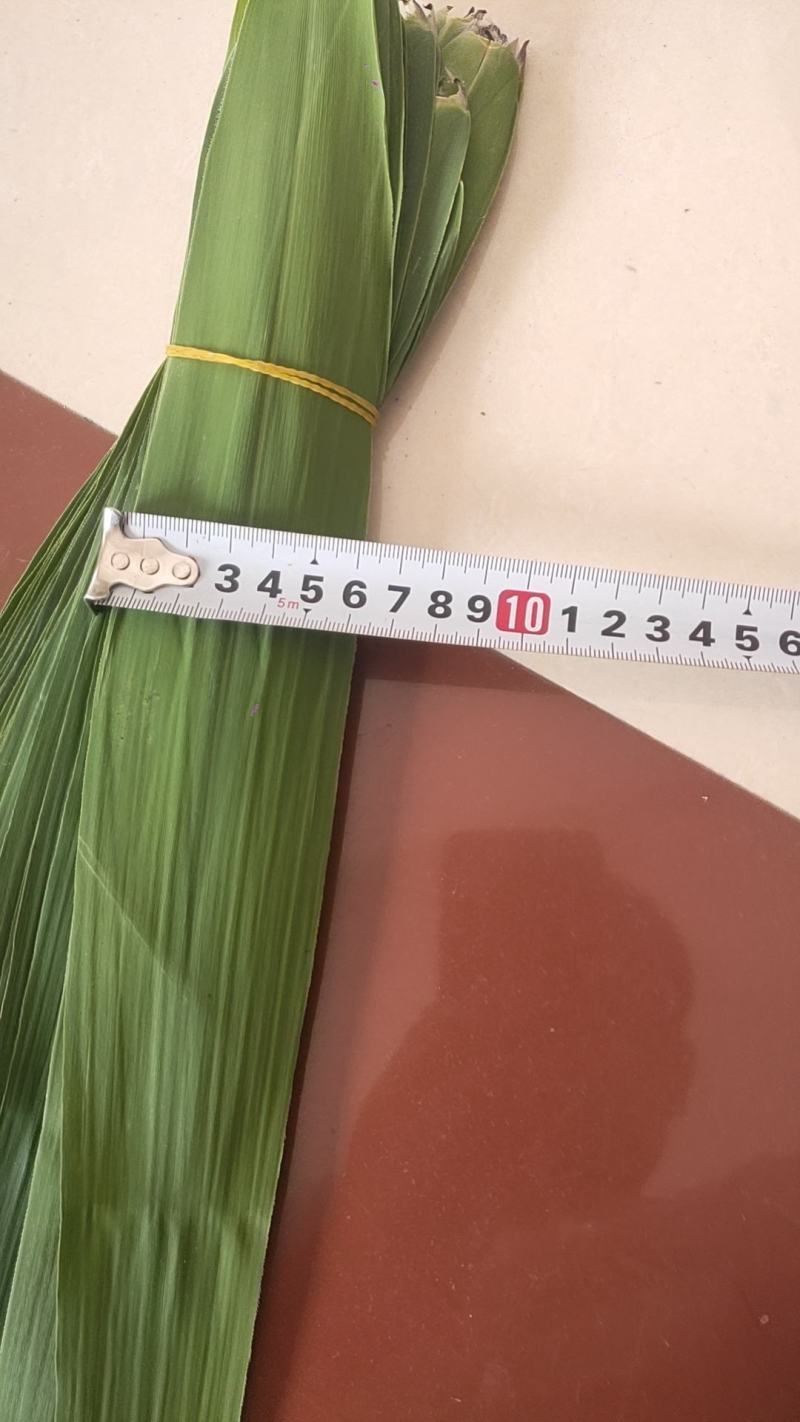 连云港精品芦苇叶粽叶产地供货规格齐全诚信经营
