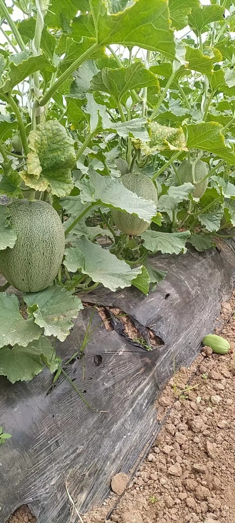 25