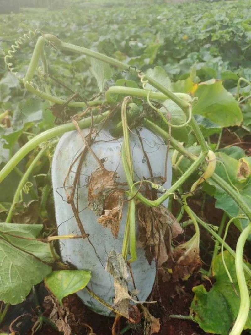 大基地，600亩白皮冬瓜，有需要的可以联系我