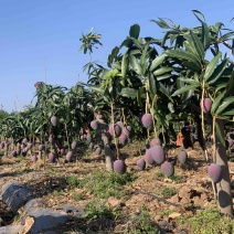 汤米芒果🥭