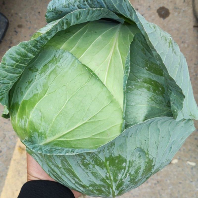 河南扁包菜奥奇那大量上市，超低价走车，可供电商和市场