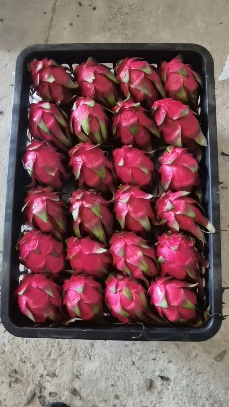 火龙果