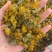 野生云南高品质旋复花旋覆花中药材批发金钱菊