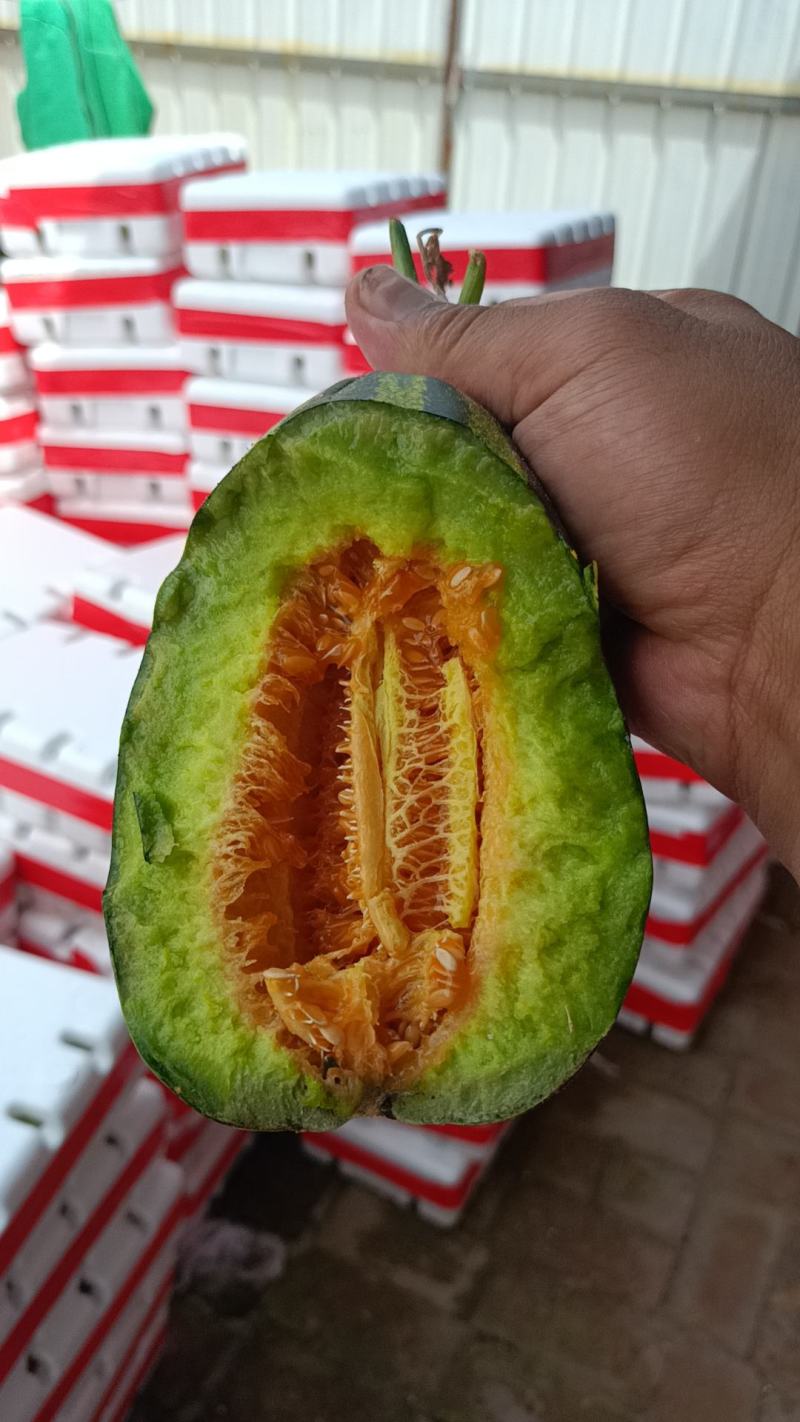 河北博洋9号甜瓜，欢迎电商微商代理洽谈合作欢迎咨询