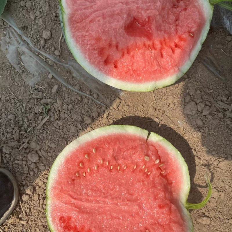 【精品】河南夏邑美都西瓜新鲜水果大量上市，欢迎老板预订