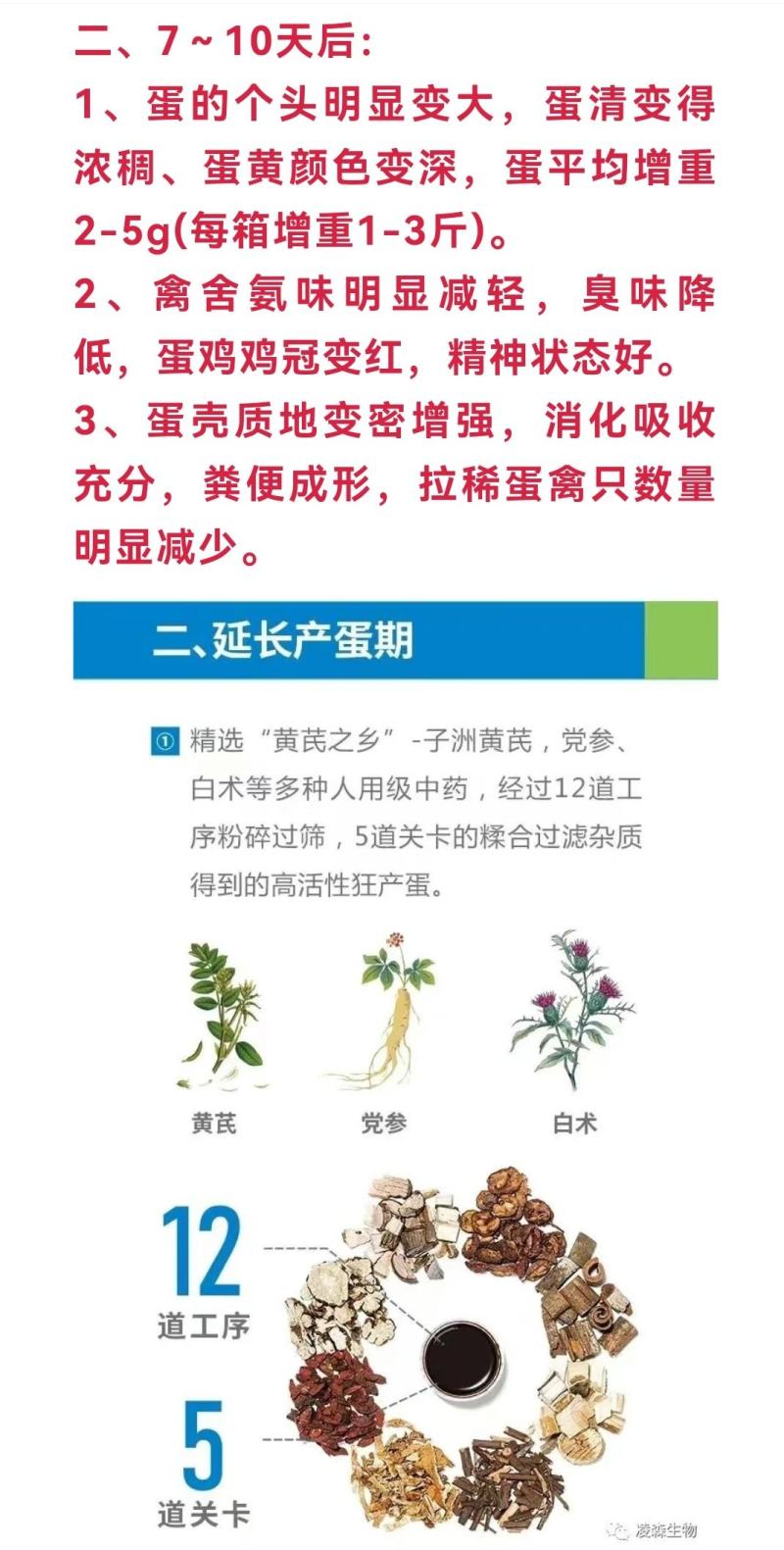 鸽子增蛋饲料，提高采食量，提高产蛋率，延长产蛋高峰