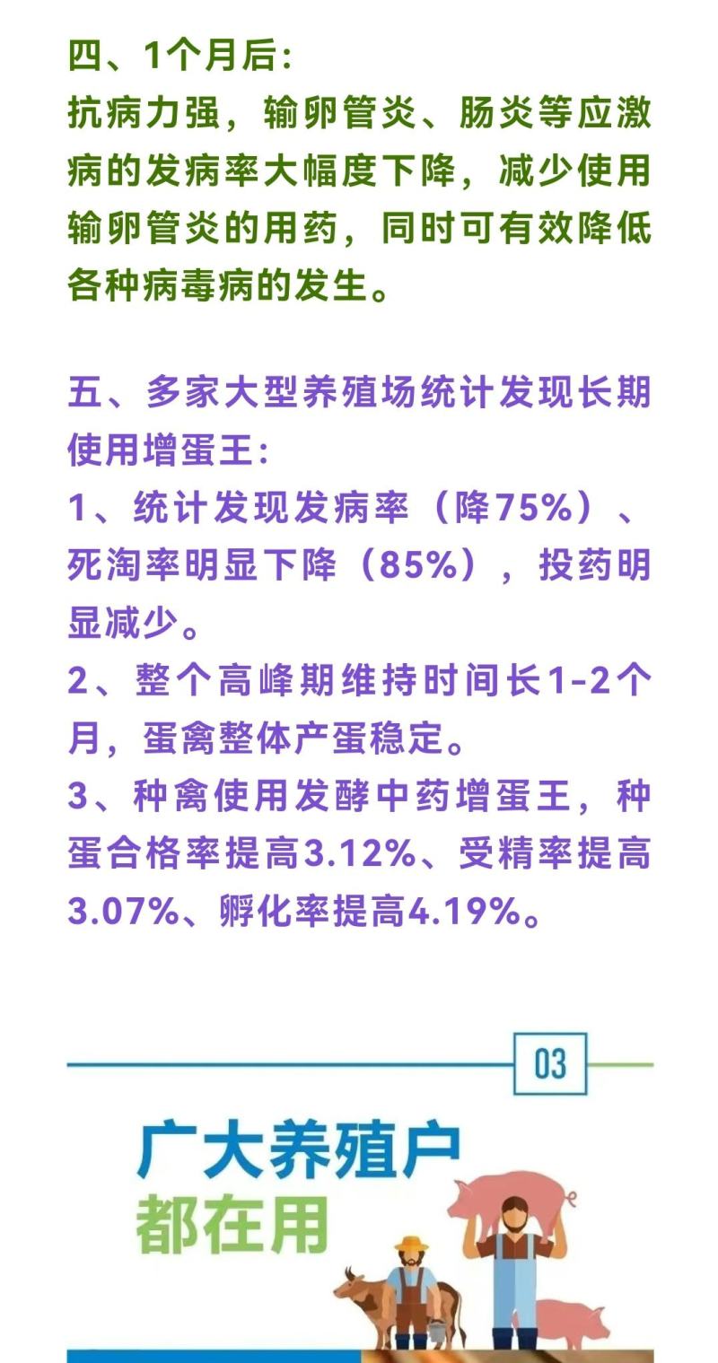 鸽子增蛋饲料，提高采食量，提高产蛋率，延长产蛋高峰