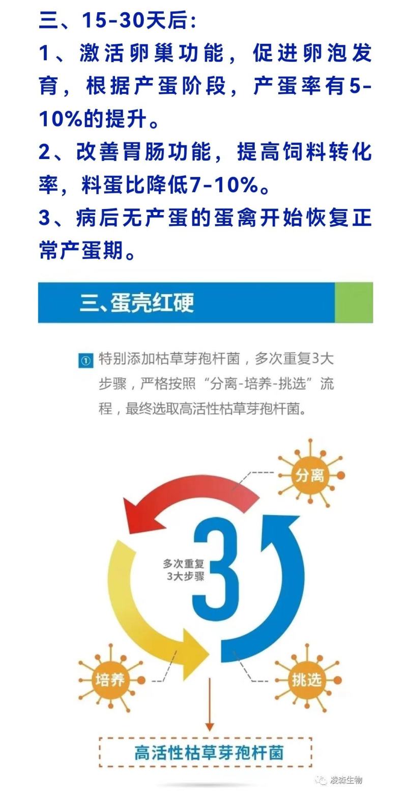 鸽子增蛋饲料，提高采食量，提高产蛋率，延长产蛋高峰