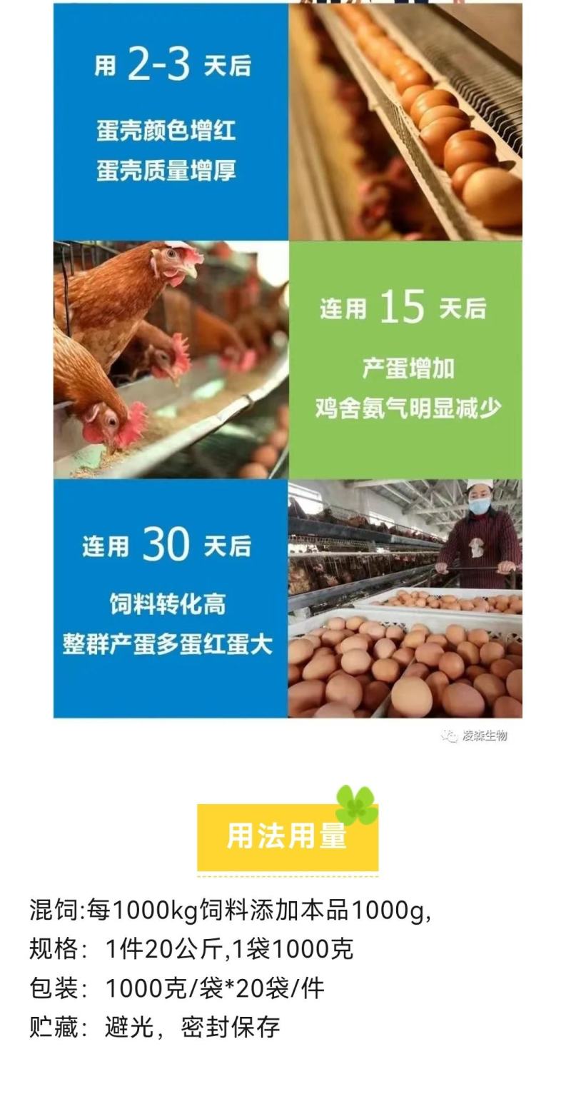 鸽子增蛋饲料，提高采食量，提高产蛋率，延长产蛋高峰