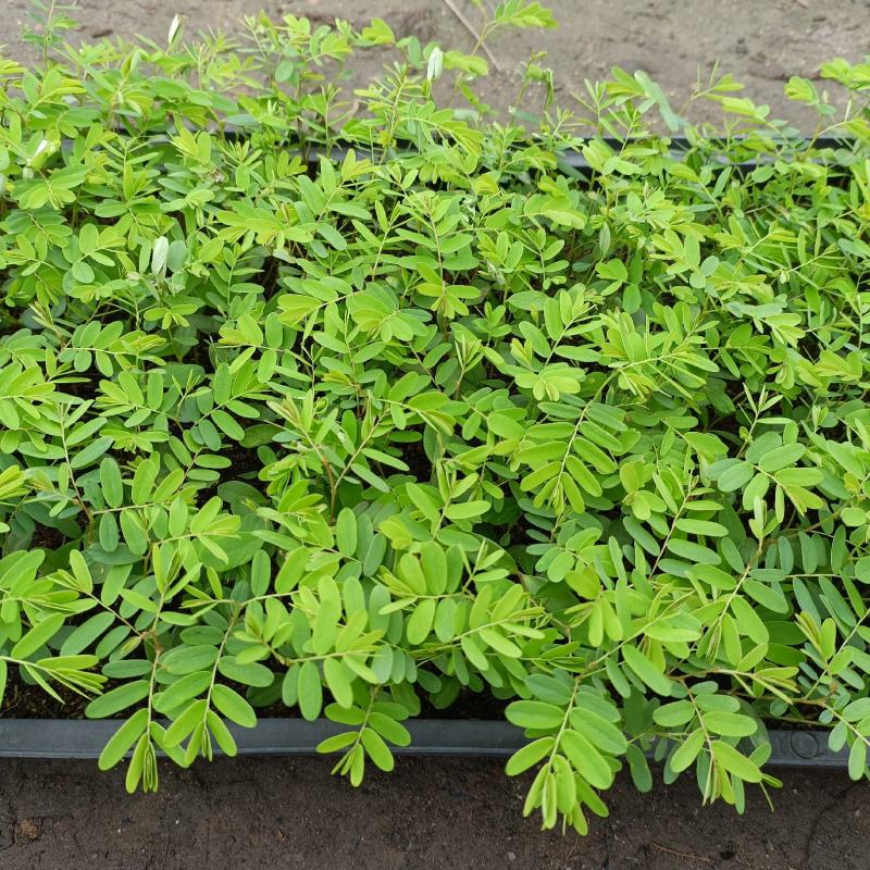 余甘果幼苗油甘果牛甘果庭院盆栽果树苗南方水果苗
