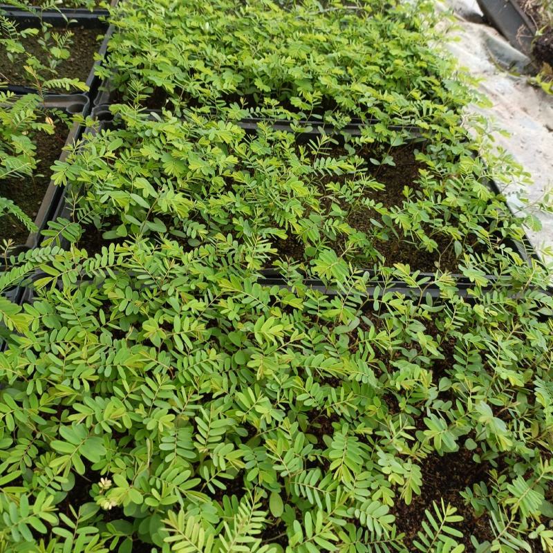 余甘果幼苗油甘果牛甘果庭院盆栽果树苗南方水果苗