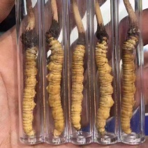 川西高原应有尽有，尝鲜价