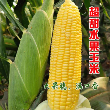 黄甜水果玉米花糯白糯四川绵阳三。欢迎全国朋友前来选购