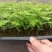 余甘果幼苗油甘果牛甘果庭院盆栽果树苗南方水果苗