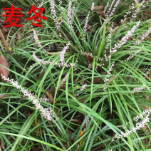 麦冬苗绿化草坪细叶麦冬草草坪苗木，量大从优