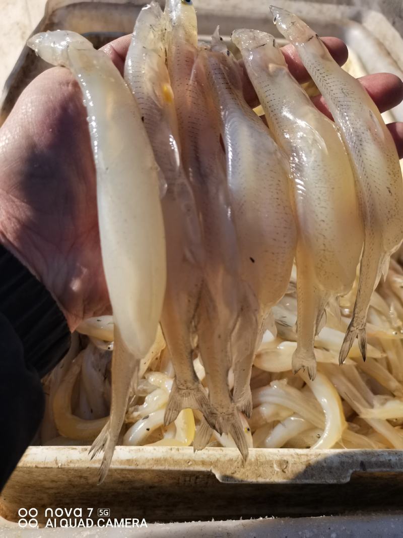 【银鱼卵】大银鱼授精鱼卵公鱼授精鱼卵（池沼公鱼）