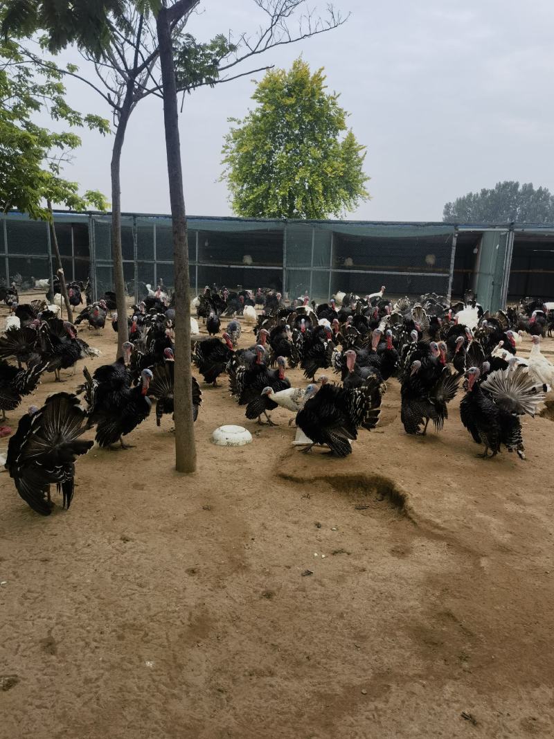 青铜火鸡肉质细腻营养价值高