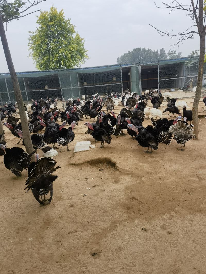 青铜火鸡肉质细腻营养价值高