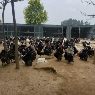 青铜火鸡肉质细腻营养价值高