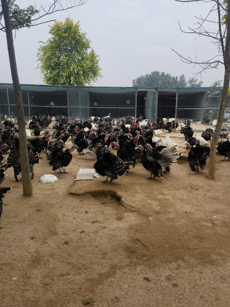 青铜火鸡肉质细腻营养价值高