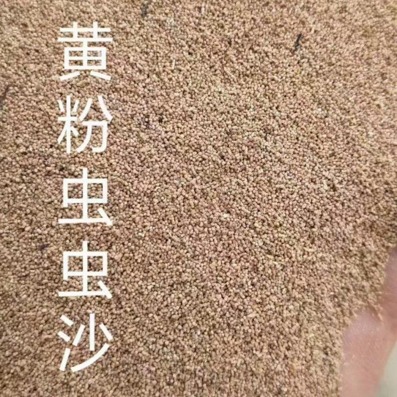 黄粉虫虫沙现货