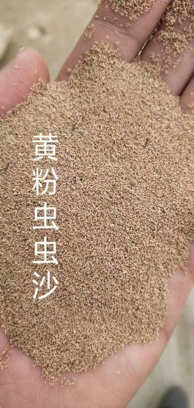 黄粉虫虫沙现货