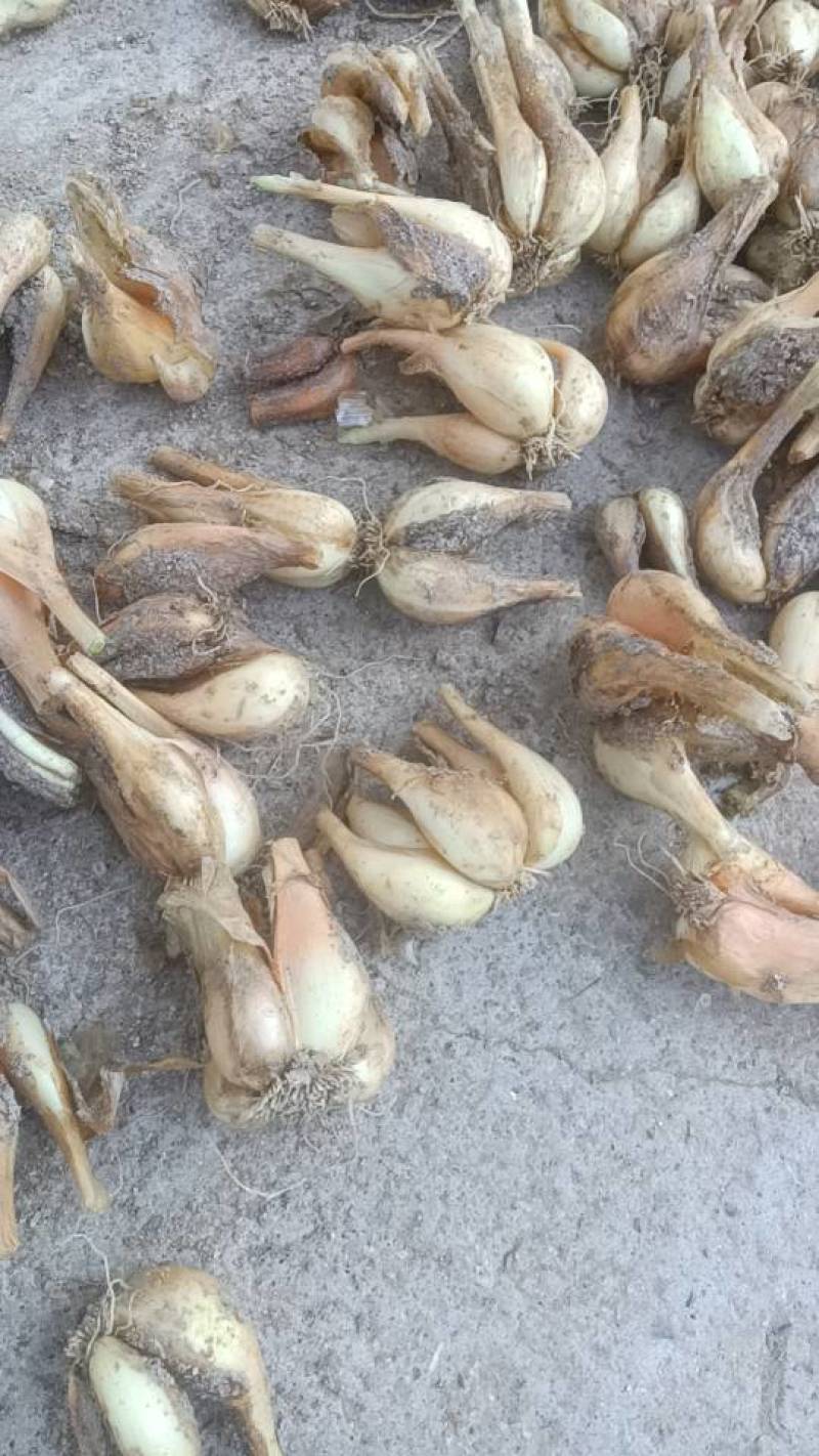 大量有火头葱种还有其他农产品土鸡，土鸭，