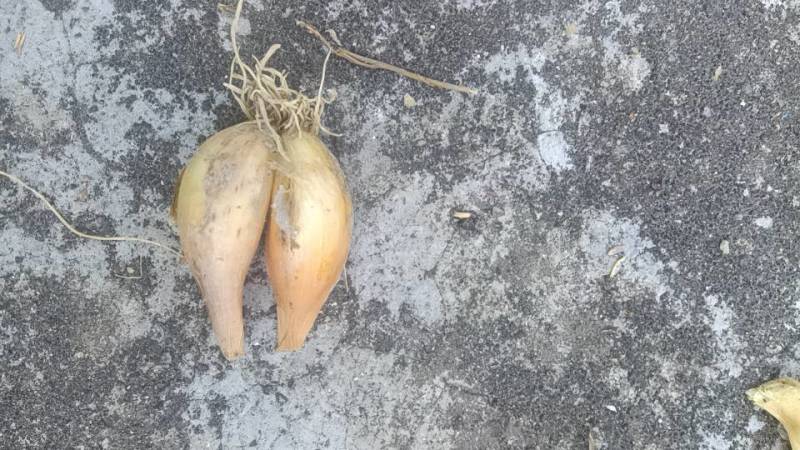 大量有火头葱种还有其他农产品土鸡，土鸭，