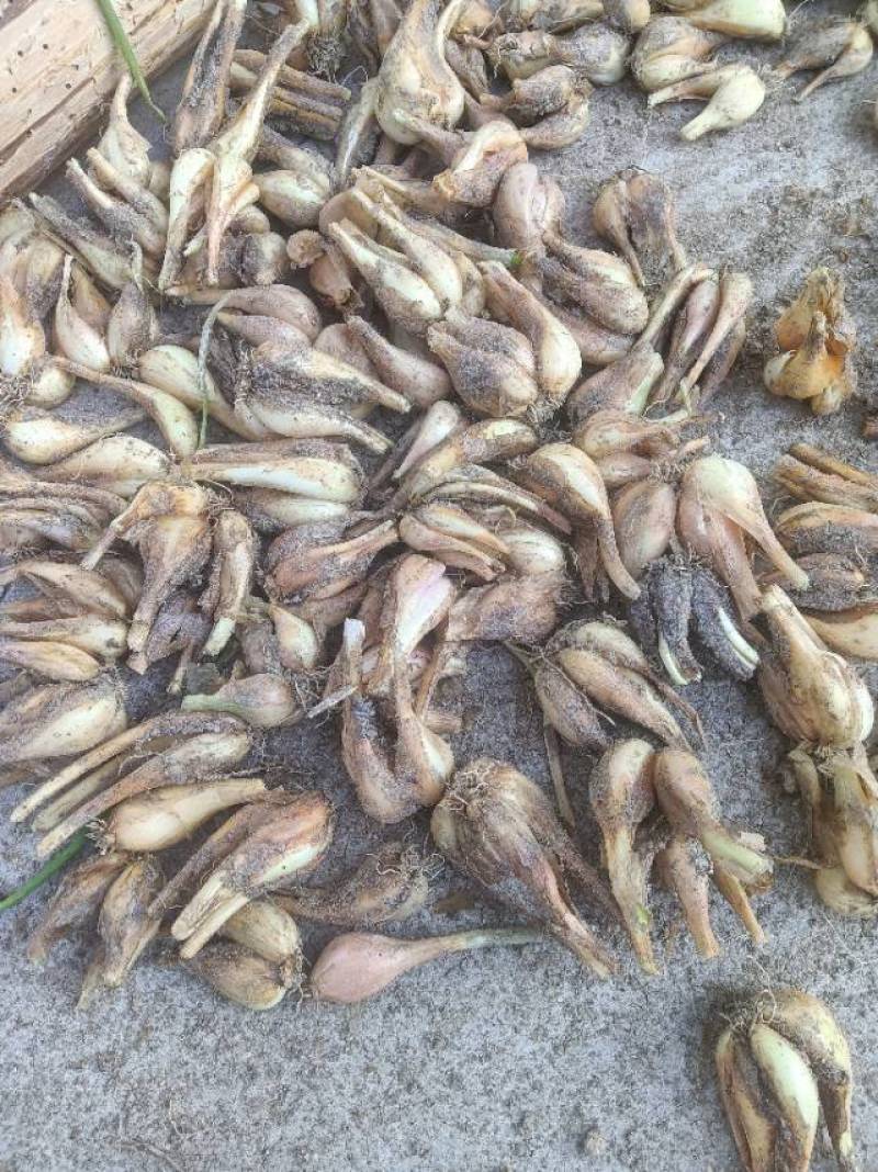 大量有火头葱种还有其他农产品土鸡，土鸭，