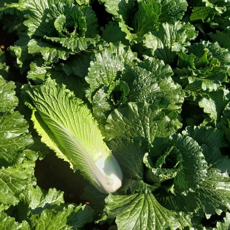 精品绍菜现货热卖中
