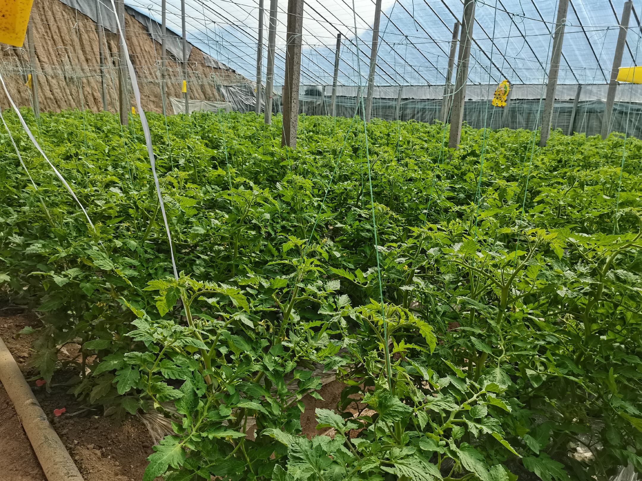 费县西红柿种植基地航拍图