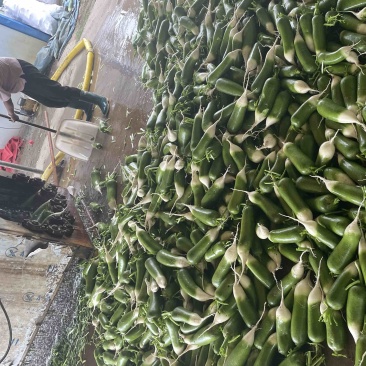 这里是万亩基地，需要收大量萝卜的，请联系