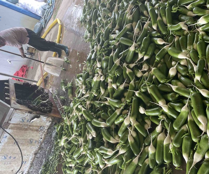 这里是万亩基地，需要收大量萝卜的，请联系