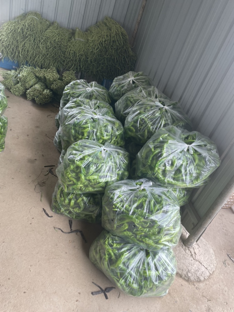 这里是万亩基地，需要收大量萝卜的，请联系