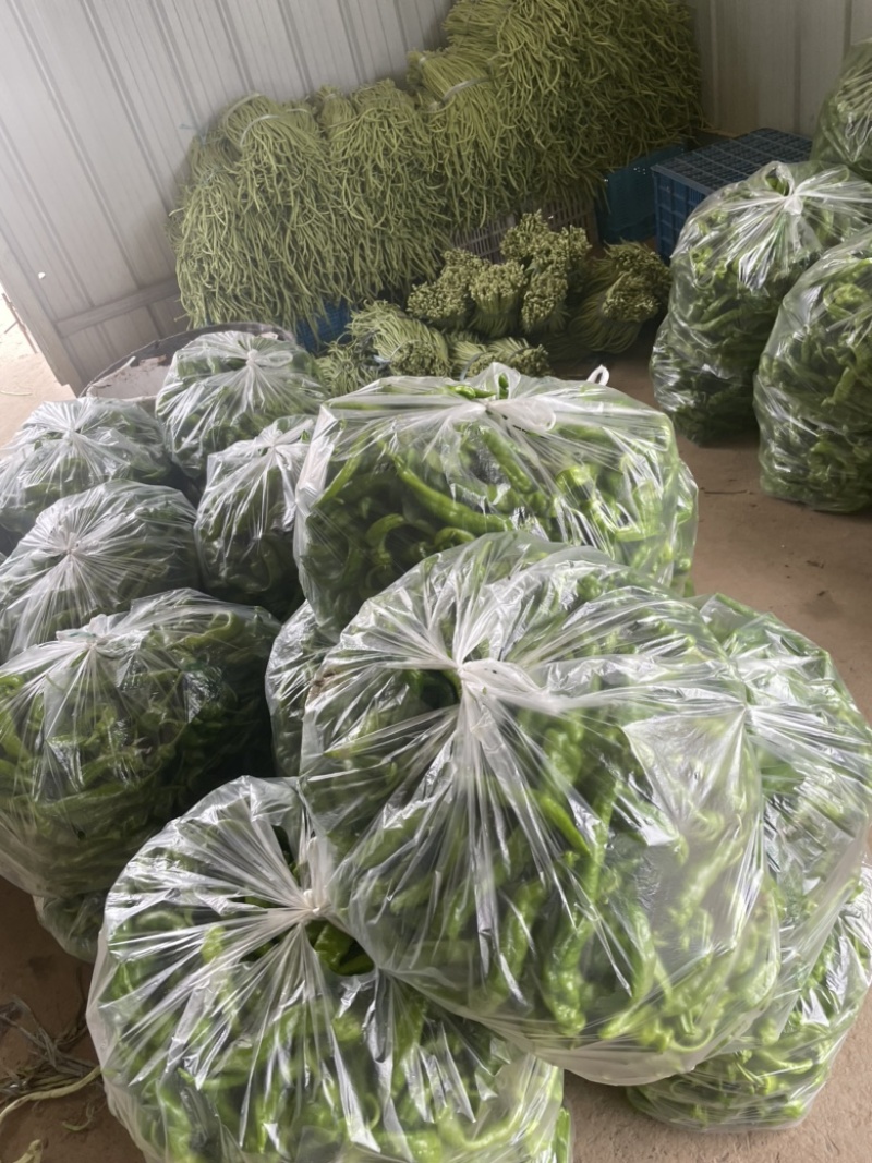 这里是万亩基地，需要收大量萝卜的，请联系