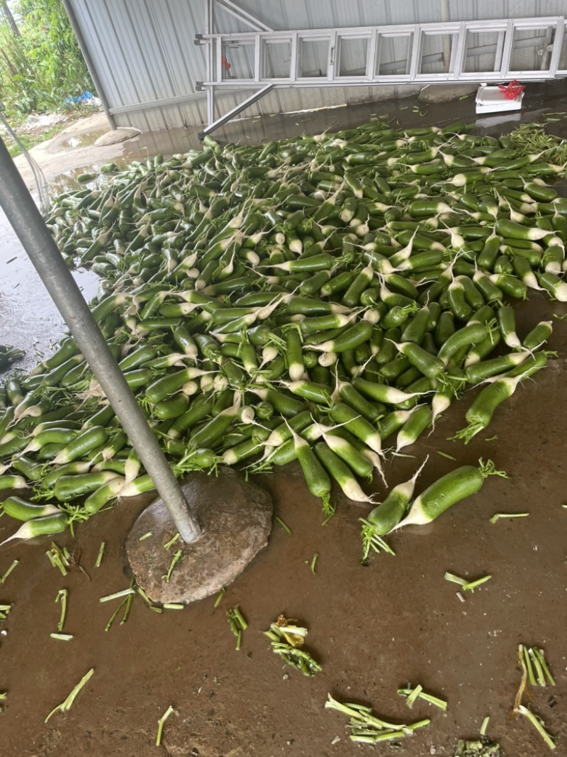 这里是万亩基地，需要收大量萝卜的，请联系