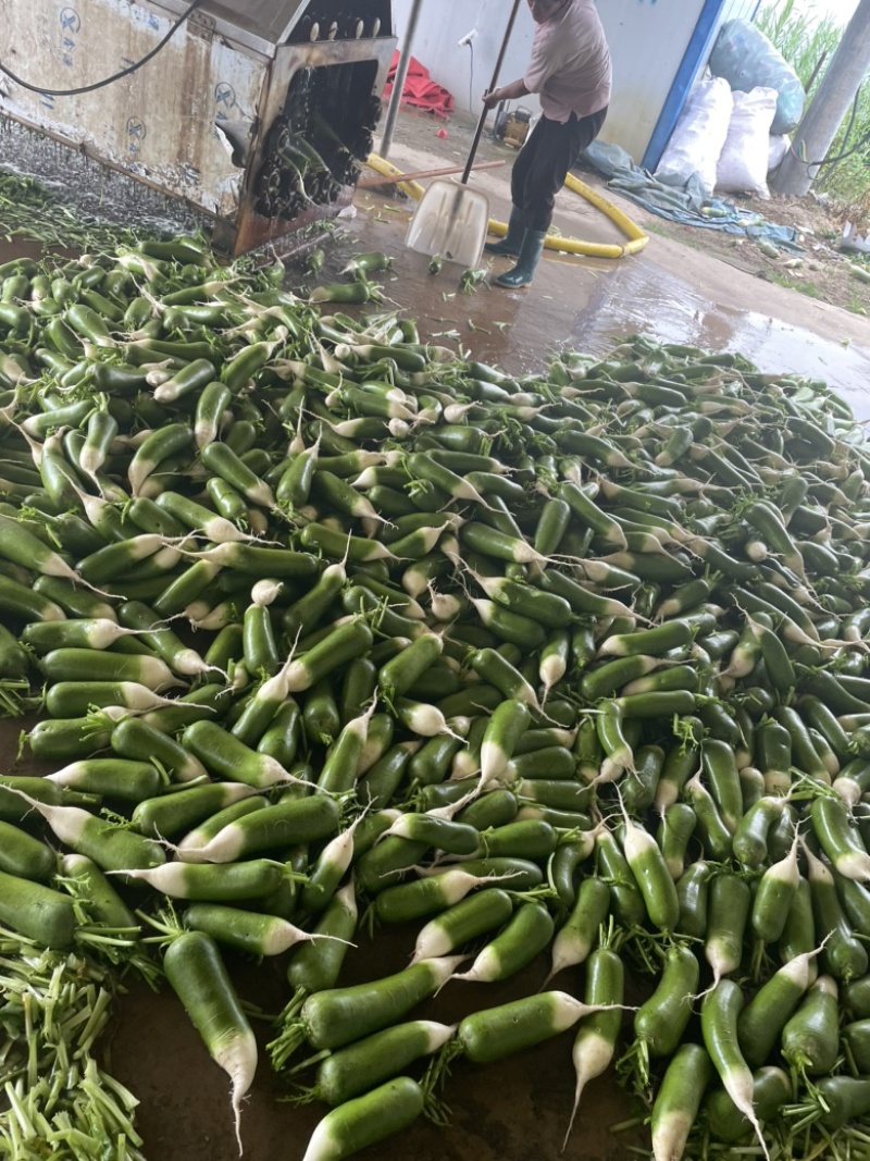 这里是万亩基地，需要收大量萝卜的，请联系