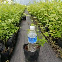 蓝莓杯苗进口营养土栽培，带杯发货