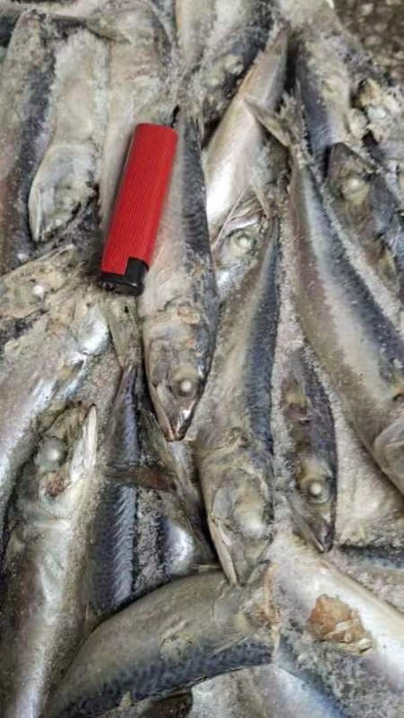鱼