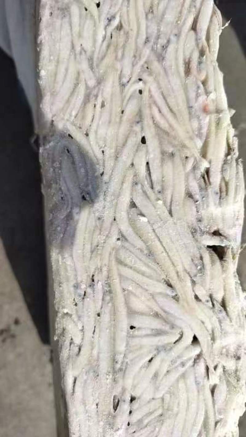 鱼