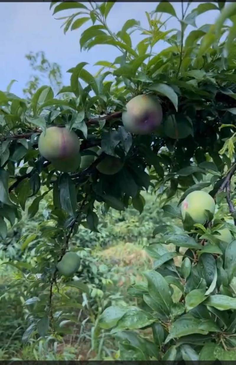 风味玫瑰李子