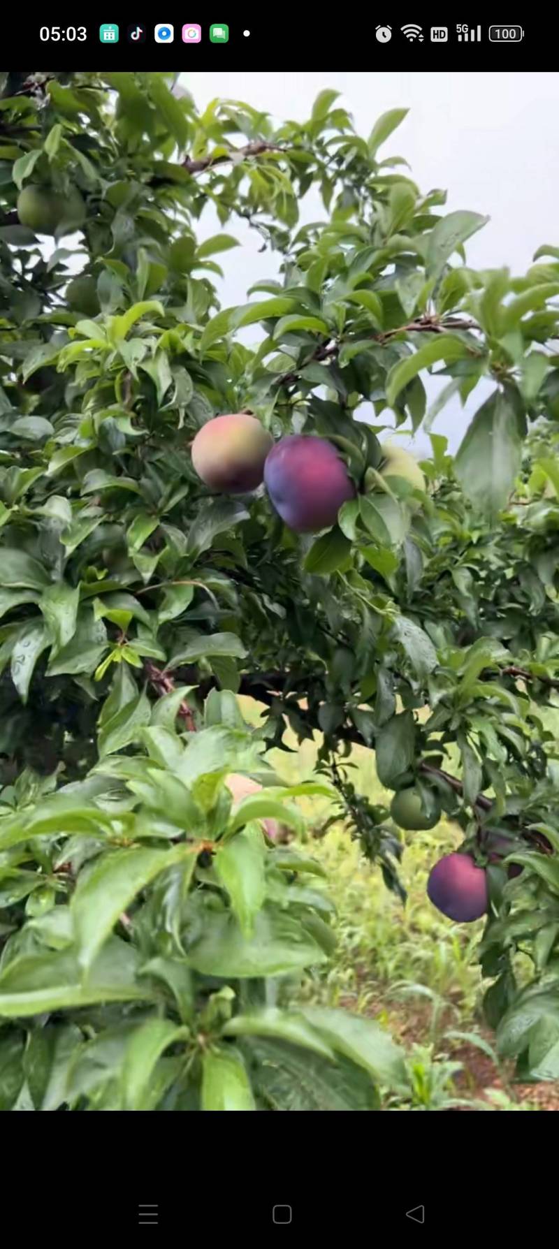 风味玫瑰李子