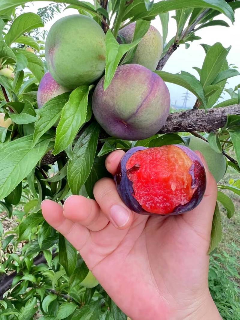 风味玫瑰李子
