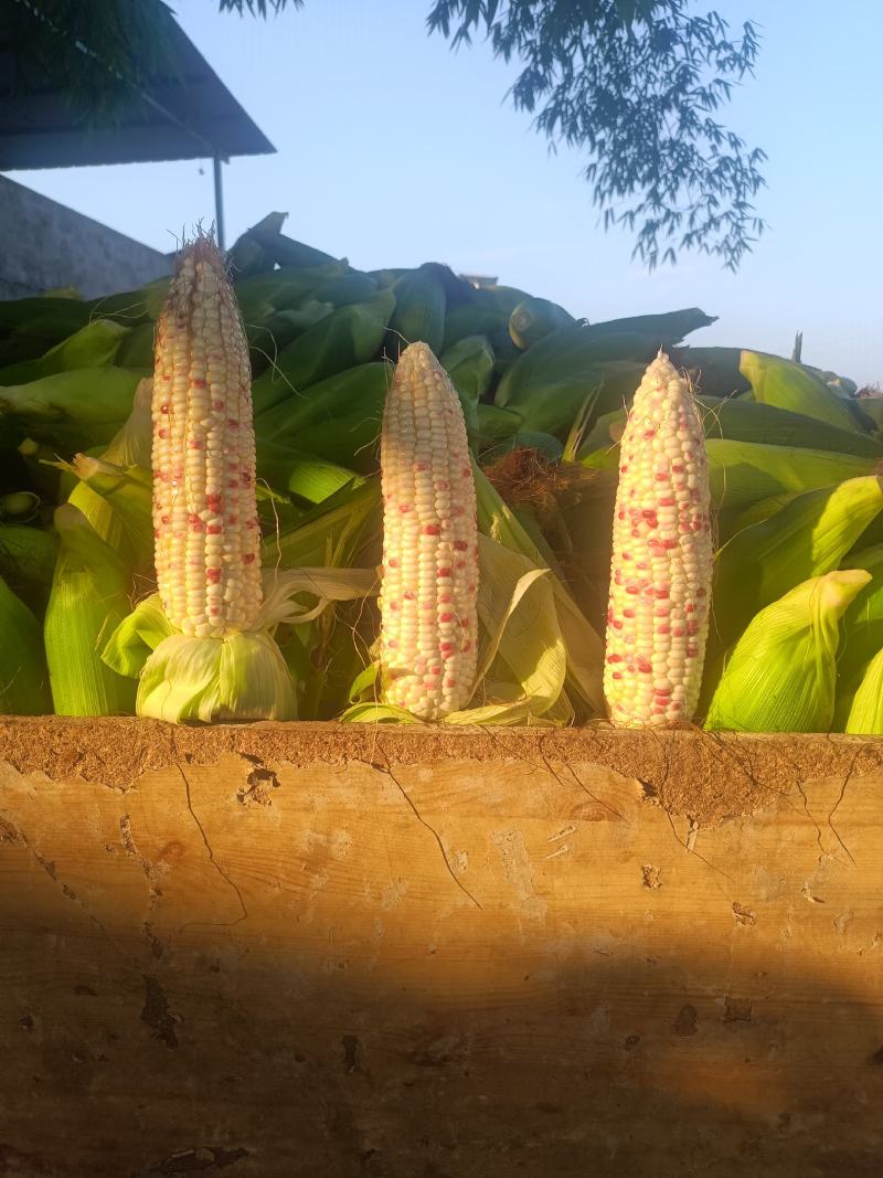 简阳平泉，花玉米大量上市，沙地货颜色好，满尖无从虫眼。