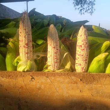 简阳平泉，花玉米大量上市，沙地货颜色好，满尖无从虫眼。