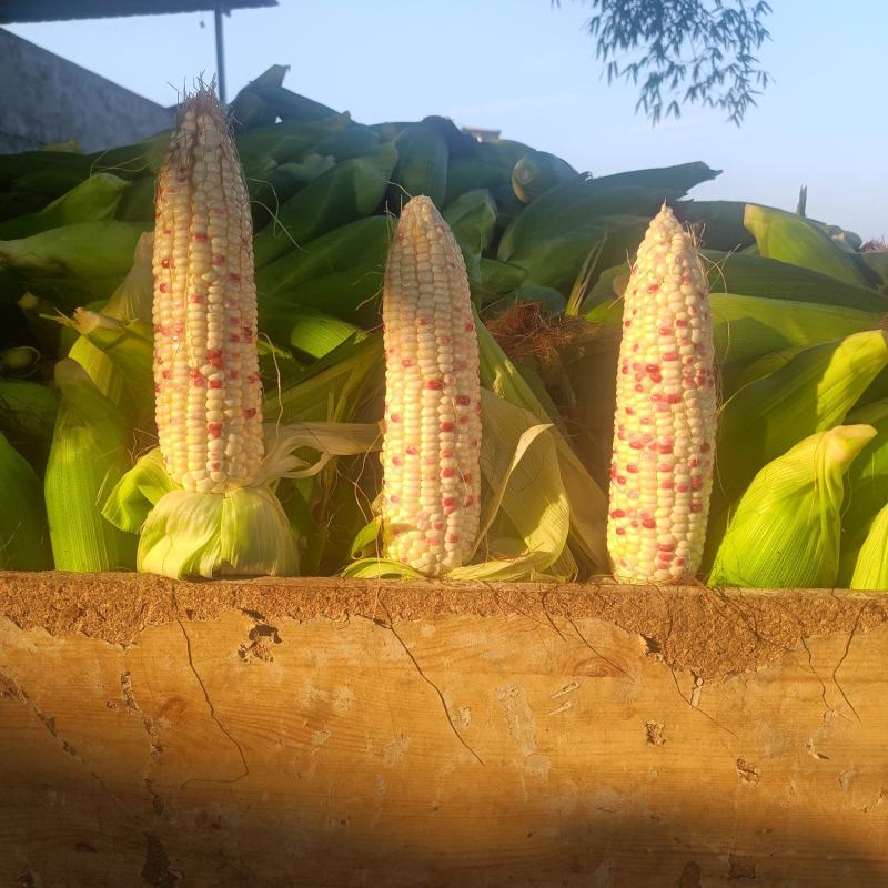 简阳平泉，花玉米大量上市，沙地货颜色好，满尖无从虫眼。
