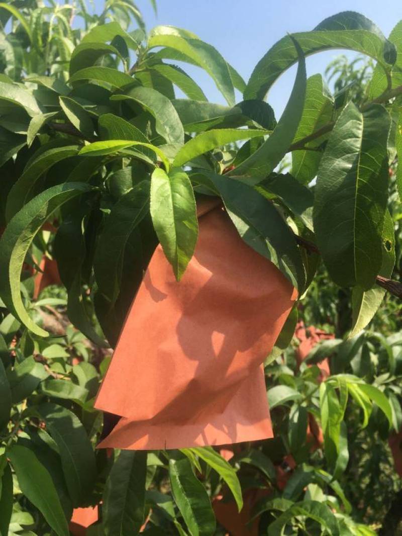 中油油桃