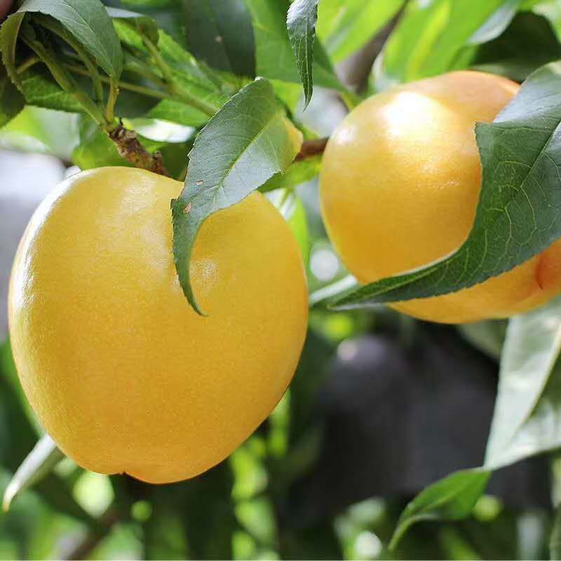 中油油桃