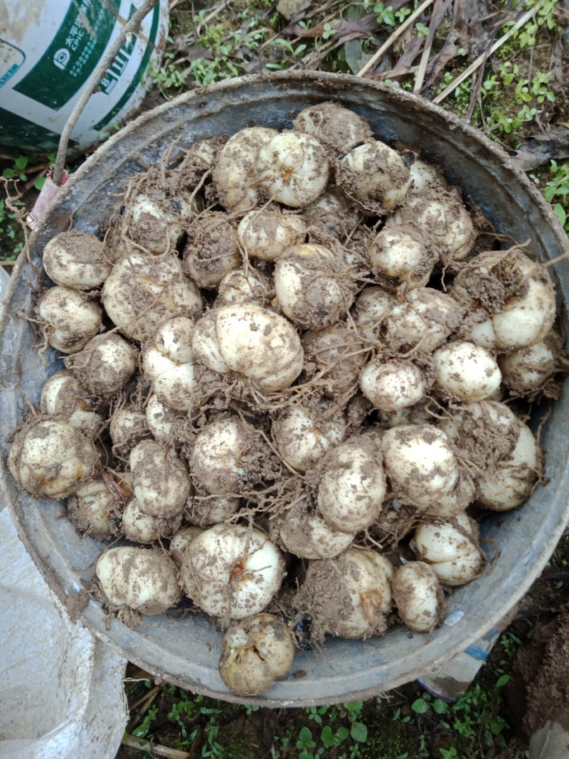 鲜贝母