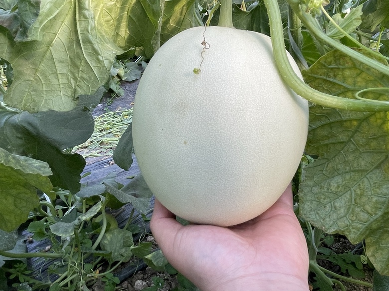 玉菇甜瓜果实特写